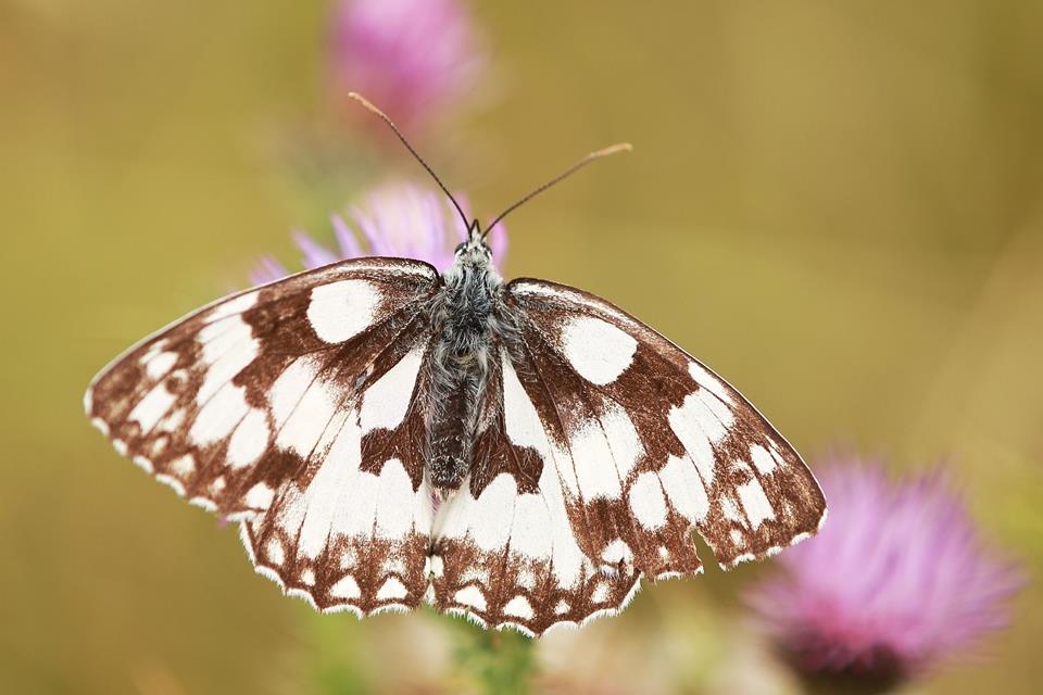 Schachbrettfalter Ist Schmetterling Des Jahres 2019