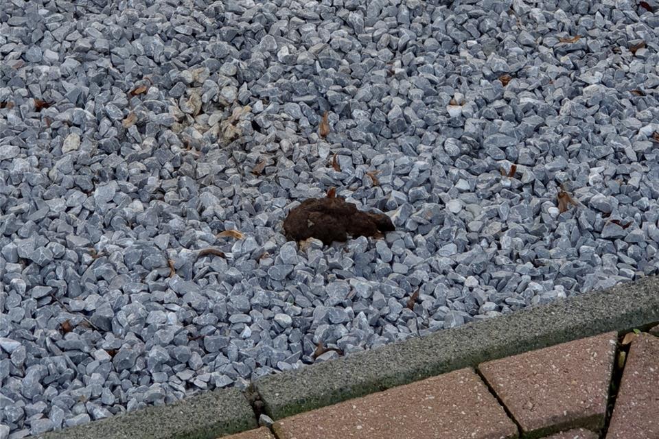 35+ Hundehaufen In Vorgarten, Hundekot im garten ist ein ärgernis