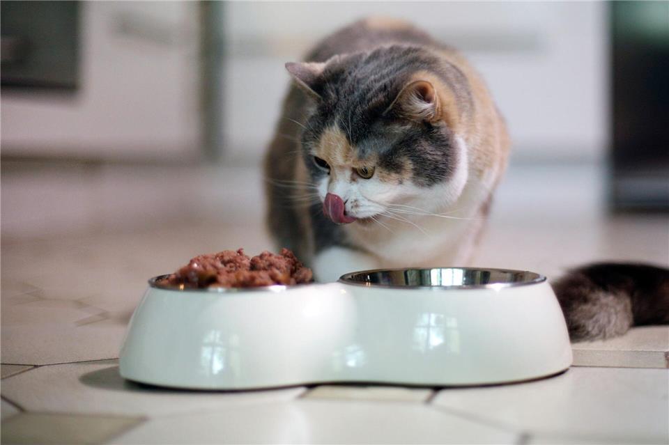  Achtung bei der Portionsgröße: Katzen sollten über den Tag verteilt viele kleine Futterportionen erhalten.Ina Fassbender/dpa-tmn