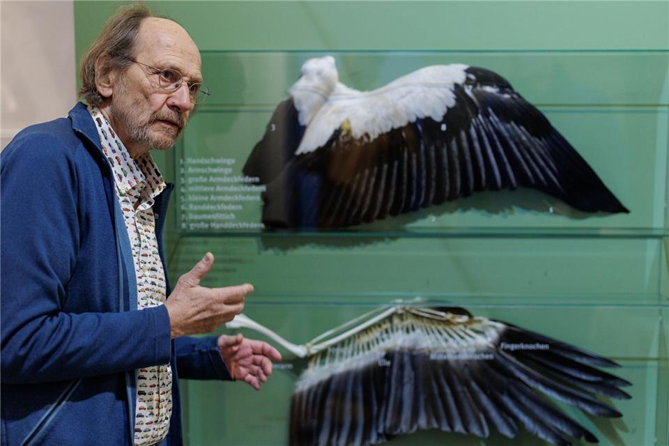  Alfons Rolf Bense zeigt im Westfälischen Storchenmuseum ein Exponat zur Anatomie des Weißstorchs. David Ebener/dpa