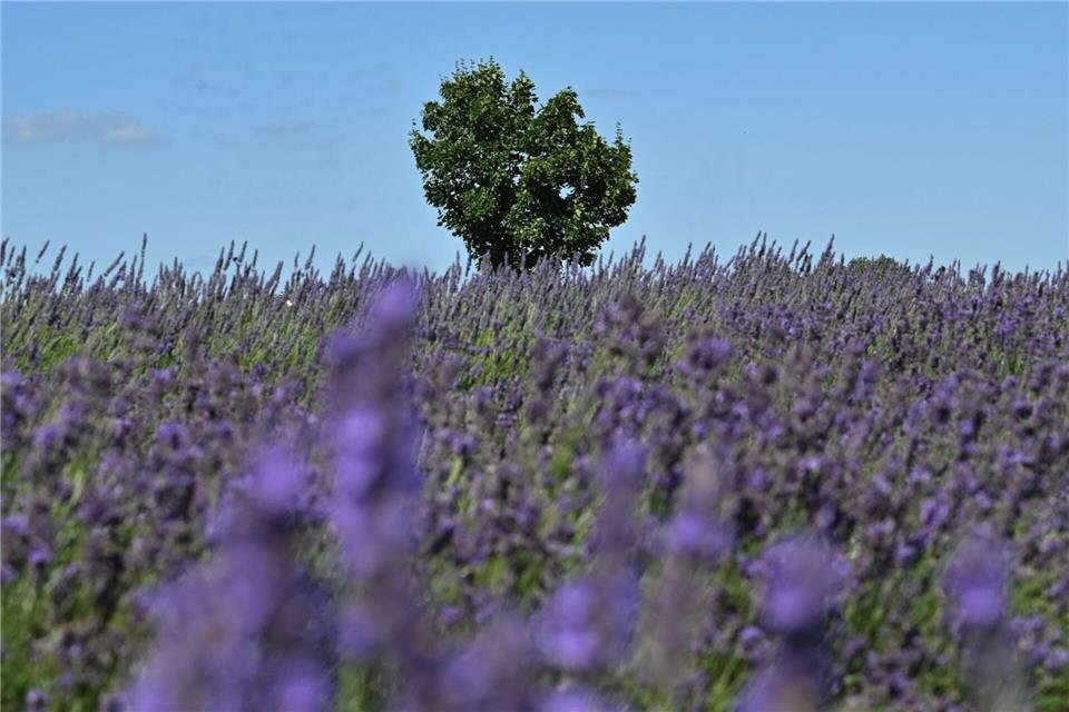  Bis 2027 soll der Anbau von Lavendel auf rund 7,5 Hektar ausgedehnt werden.Katharina Kausche/dpa