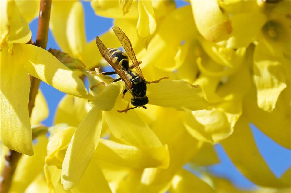  Bis Mitte August erreichen die Insekten den Höhepunkt ihrer Entwicklung. (Symbolbild)Michael Bahlo/dpa