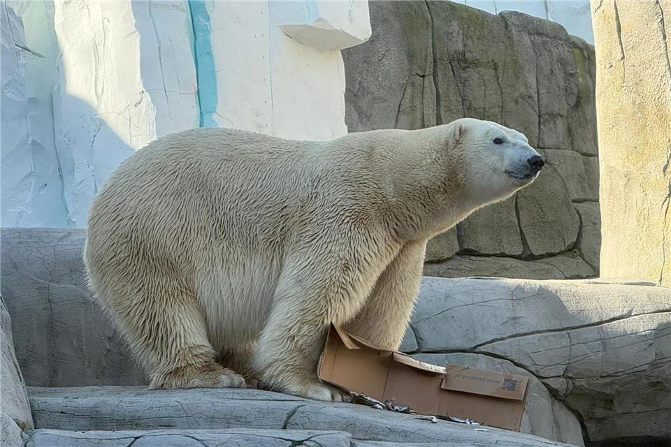  Der Transport von Eisbärenmann Rasputin aus dem dänischen Aalborg dauerte fünf Stunden. -/Hagenbeck /dpa