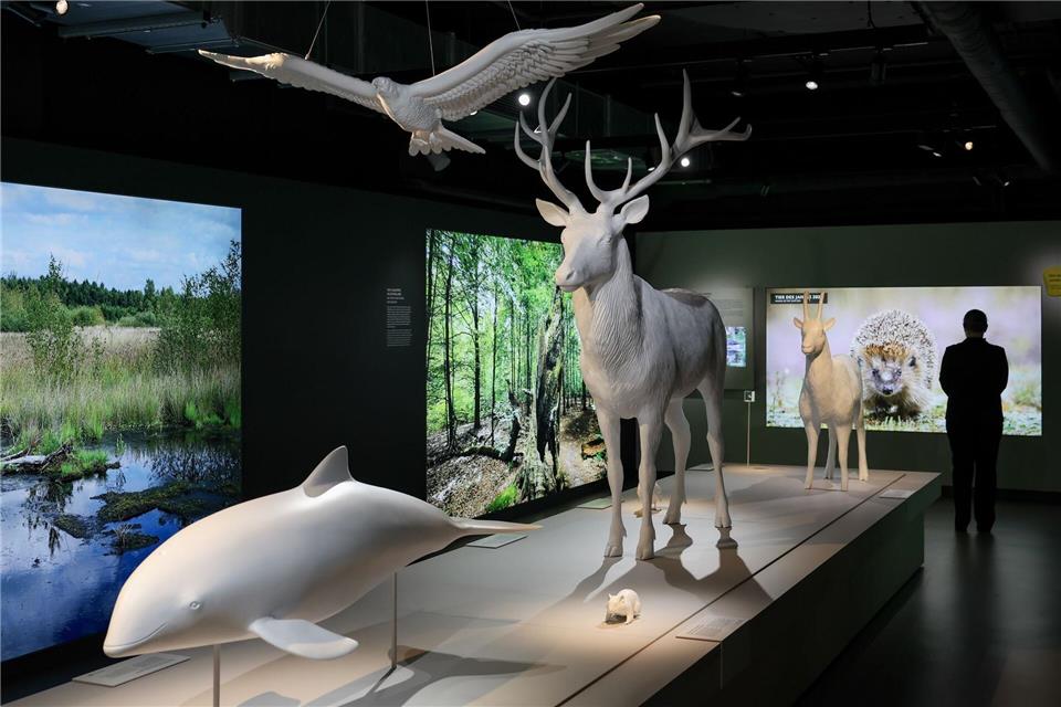 „Botschaft der Wildtiere“: Tausende Besucher und neue Pläne Die Dauerausstellung und die Lernwerkstatt der „Botschaft der Wildtiere“ in der Hamburger Hafencity werden bisher gut besucht (Archivbild). Ulrich Perrey/dpa