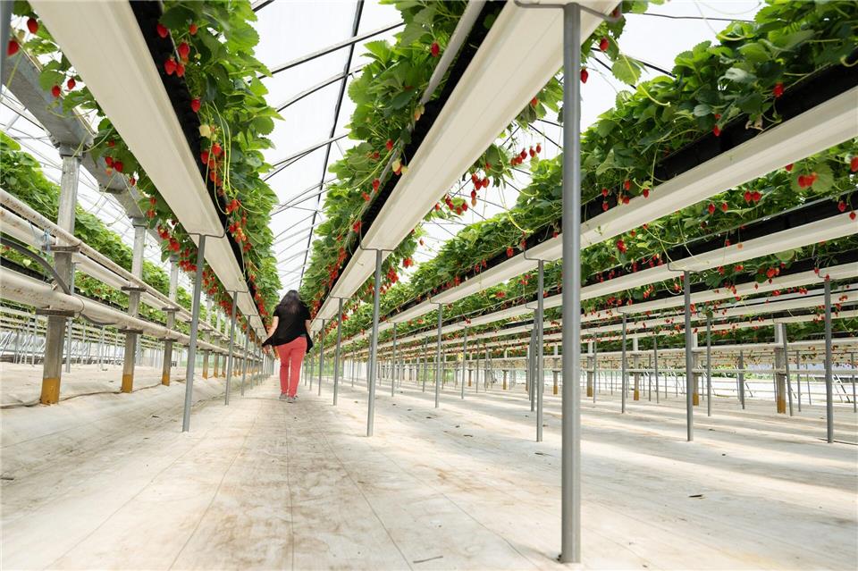  Die Erdbeeren in Sachsen sind reif für die Ernte.Sebastian Kahnert/dpa