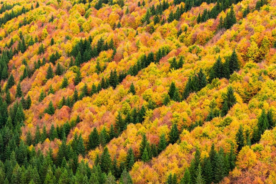  Die Harzer Wälder leuchten im Herbst grün, gelb, rot und orange. (Archivfoto) Julian Stratenschulte/dpa