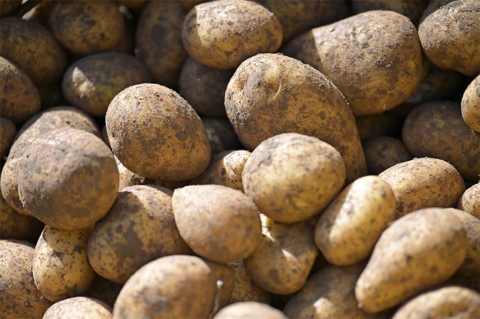  Drahtwürmer haben 2026 in Rheinland-Pfalz auf rund zwei Dritteln der Kartoffelanbaufläche Schäden verursacht. (Symbolbild)Malin Wunderlich/dpa