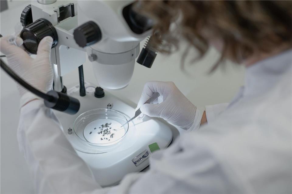  Eine Studie der Berliner Universitätsklinik Charité hat untersucht, wie viele Stechmücken in Berlin mit dem West-Nil-Virus infiziert sind.Mariia Streltsova/Charité/dpa