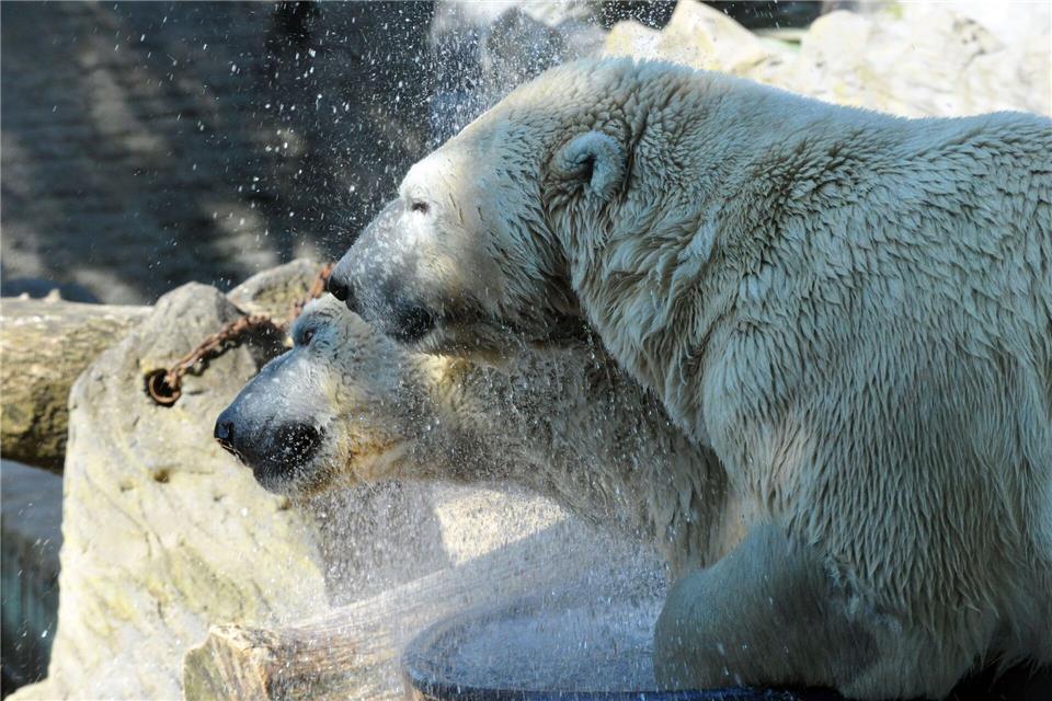  Eisbären-Zwillinge Gregor und Aleut wurden in Nürnberg geboren.Michael Heitmann/dpa