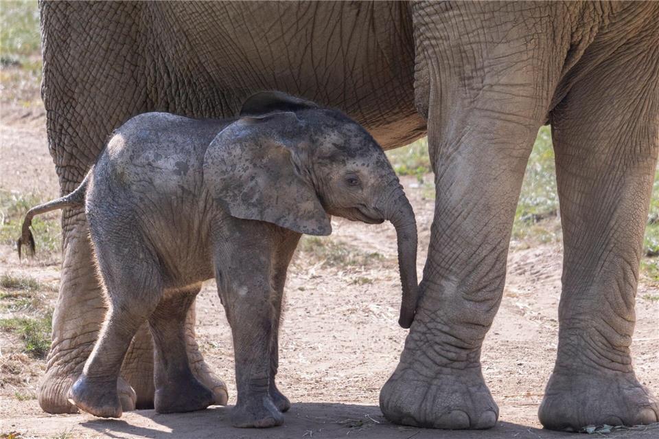  Elefantenkalb „Kaja“ kam im Mai vergangenen Jahres zur Welt. (Archivbild)Boris Roessler/dpa
