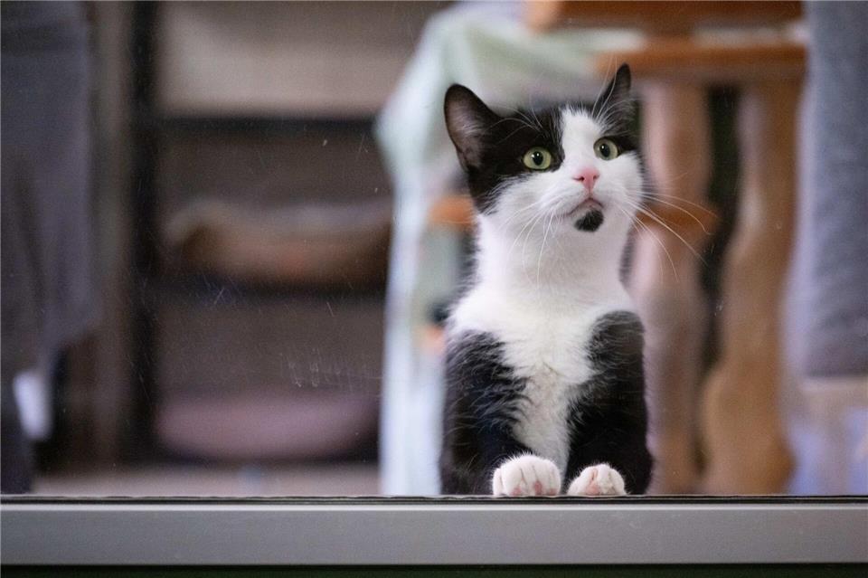  In Deutschland gibt es bislang keine allgemeine Chip- und Registrierungspflicht für alle Hunde und Katzen.Sebastian Kahnert/dpa