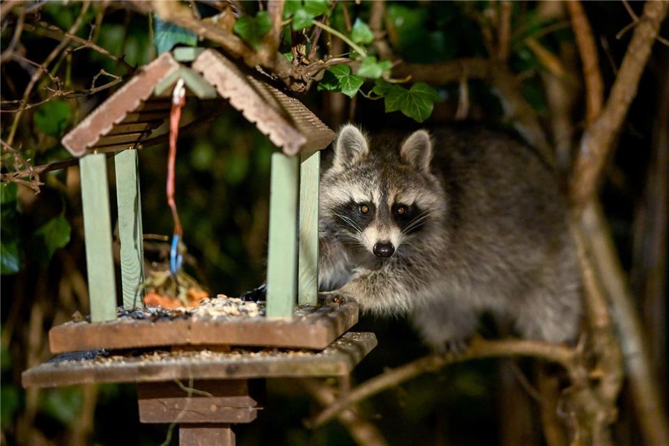 Zorro auf dem Vormarsch: Waschbär wird zum Problembär In einem Positionspapier räumen Frankfurter Wissenschaftler mit Mythen rund um die invasive Art auf. (Archivbild)Britta Pedersen/dpa