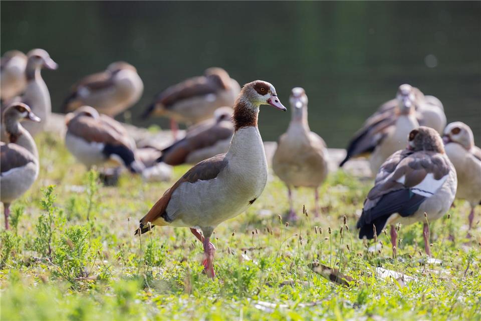  Laut EU-Verordnung gilt die Nilgans seit 2017 als invasive gebietsfremde Art. (Archivbild)Rolf Vennenbernd/dpa