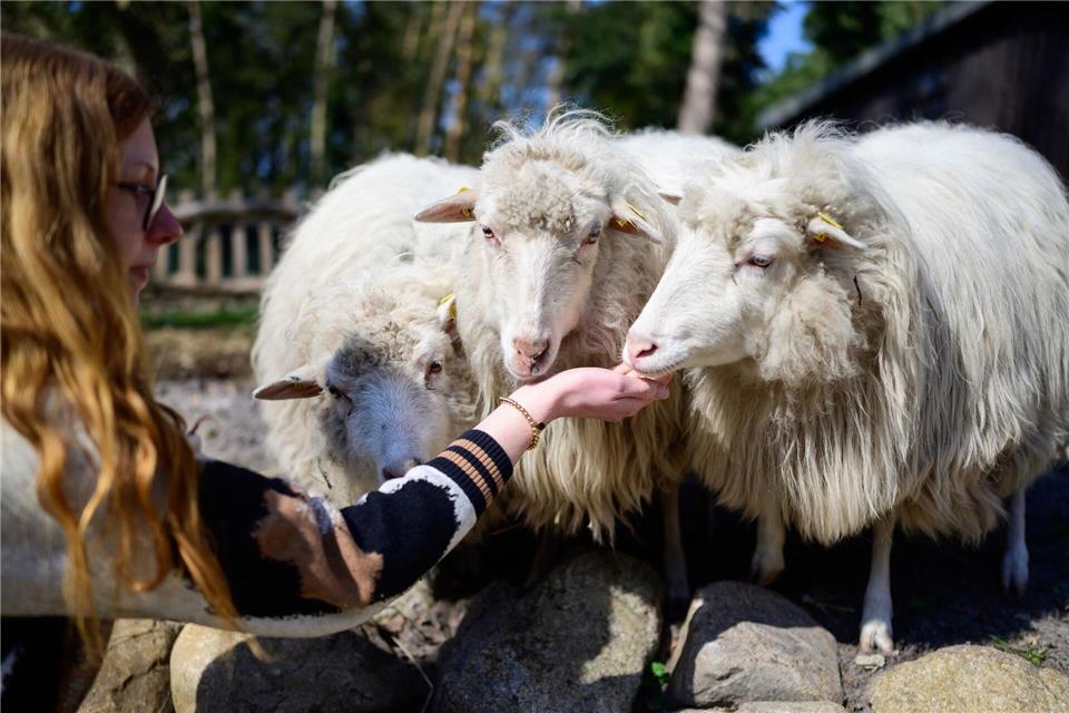  Moorschnucken im Weltvogelpark.Philipp Schulze/dpa