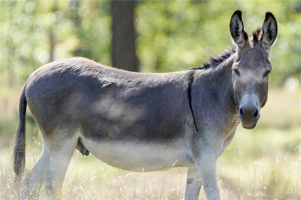  Nach einem Unfall in der Neujahrsnacht sind in der Nähe von Ratingen zwei Esel gestorben. (Symbolbild)Uwe Anspach/dpa