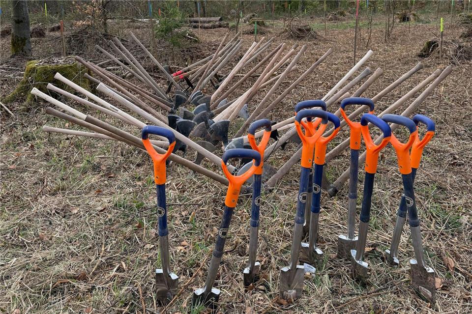  Nachdem in zurückliegenden Jahren in Hessens Wäldern massenhaft Bäume abgestorben sind, wird nach wie vor an vielen Orten aufgeforstet. Oft beteiligen sich Freiwillige bei Aktionstagen an der Wiederaufforstung.Andrea Löbbecke/dpa