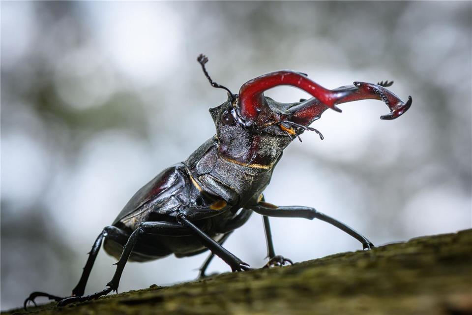  Nicht nur die Anzahl an Insekten nimmt ab, auch die Insektenvielfalt ist gefährdet. (Archivbild)Patrick Pleul/dpa/ZB