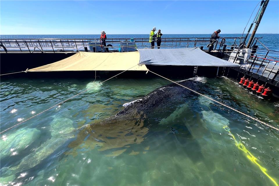 Noch muss der Wal den tagelangen Transport um die Nordspitze Dänemarks herum durch das Skagerrak überstehen. Jens Schwarck/Rettungsinitiative/dpa
