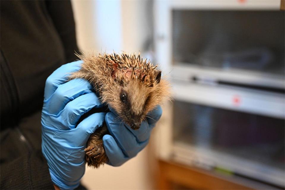  Peggy, ein kleiner Igel in der Igelhilfe in Radebeul, ist mutmaßlich durch ein Gartengerät verletzt worden.Jennifer Kramer/dpa