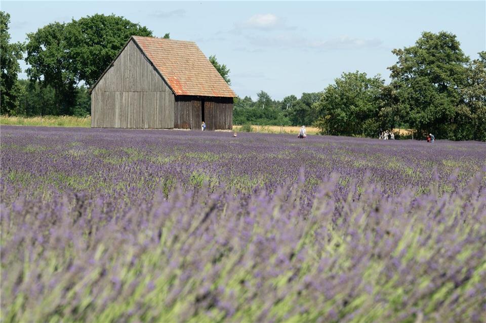  Seit 2020 pflanzt die Agrargenossenschaft See Lavendel in der Oberlausitz an.Sebastian Kahnert/dpa