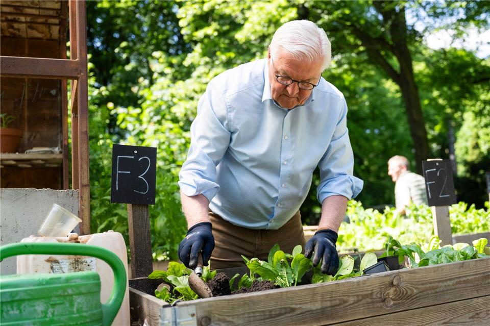  Steinmeier gärtnert in einem Hochbeet in Berlin-Neukölln.Christophe Gateau/dpa