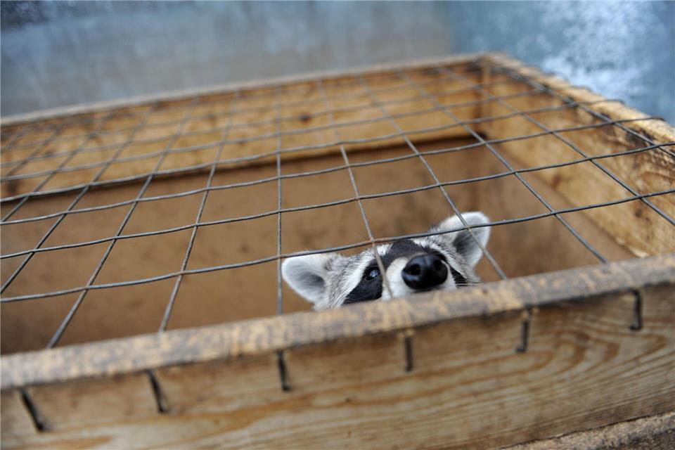 120 Wild- und Haustiere hat das Veterinäramt des Landkreises Harz einem Verein weggenommen, darunter auch Waschbären wie diesen hier. (Symbolbild)picture alliance / dpa