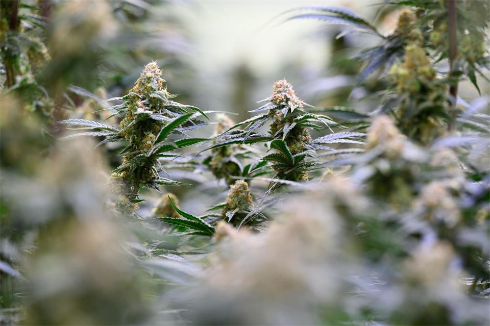 15 Cannabispflanzen fanden Beamte bei einem jungen Mann in der Wohnung. (Symbolbild)Hendrik Schmidt/dpa