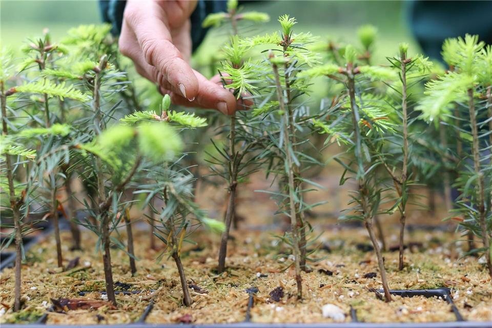 2.000 Weißtannen sollen in dieser Woche in der Sächsischen Schweiz gepflanzt werden. (Archivfoto)Jan Woitas/dpa-Zentralbild/dpa