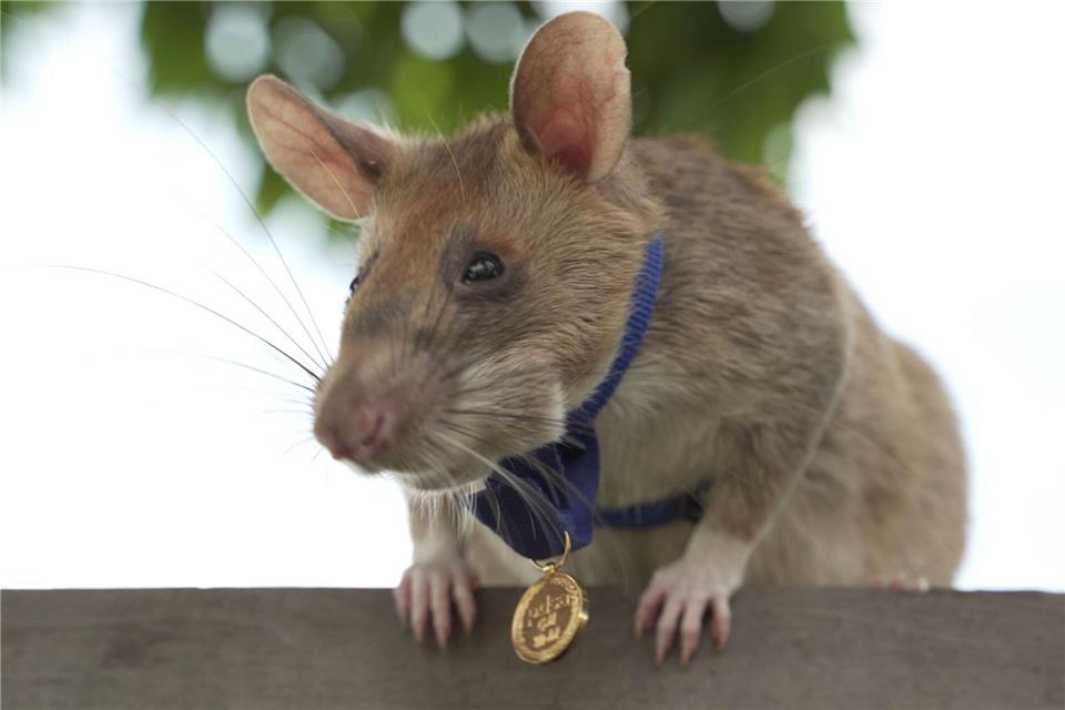 2020 bekam Magawa bereits für seine Leistungen eine spezielle Medaille - als erste Ratte überhaupt. (Archivbild)Pdsa/PA Media/dpa