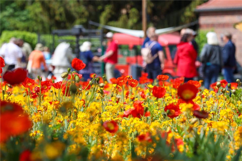 2022 lockte Beelitz um die 560.000 Besucher zur Landesgartenschau. (Archivbild)Gerald Matzka/dpa