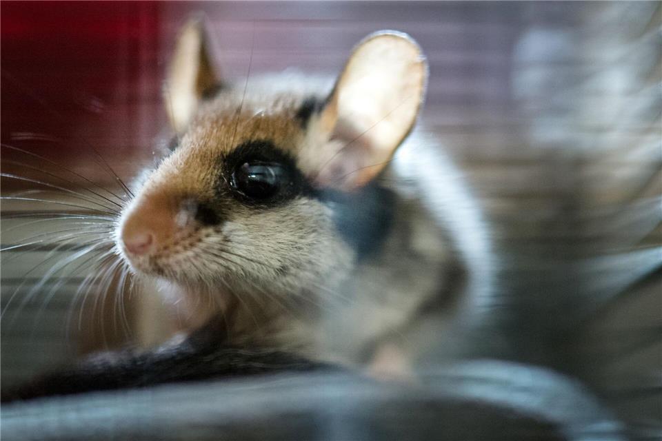 2023 wurde der Gartenschläfer von den Spenderinnen und Spendern der Deutschen Wildtierstiftung zum Tier des Jahres gewählt. (Archivbild)Alexander Heinl/dpa/dpa-tmn