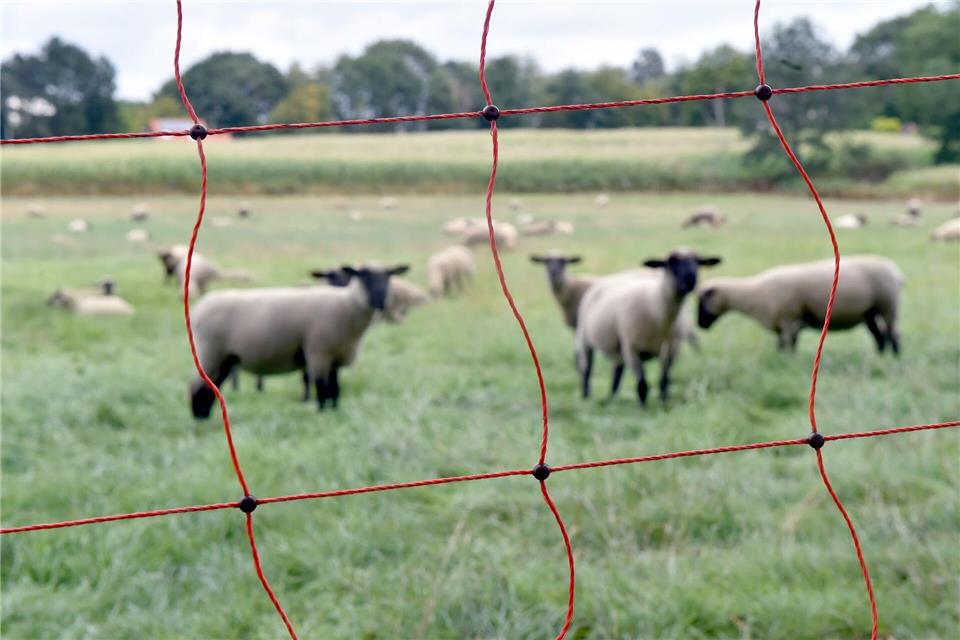 2024 wurden für Schutzmaßnahmen für Nutztiere gegen den Wolf in 191 Fällen insgesamt rund 580.000 Euro ausgezahlt. (Archivbild)Caroline Seidel/dpa