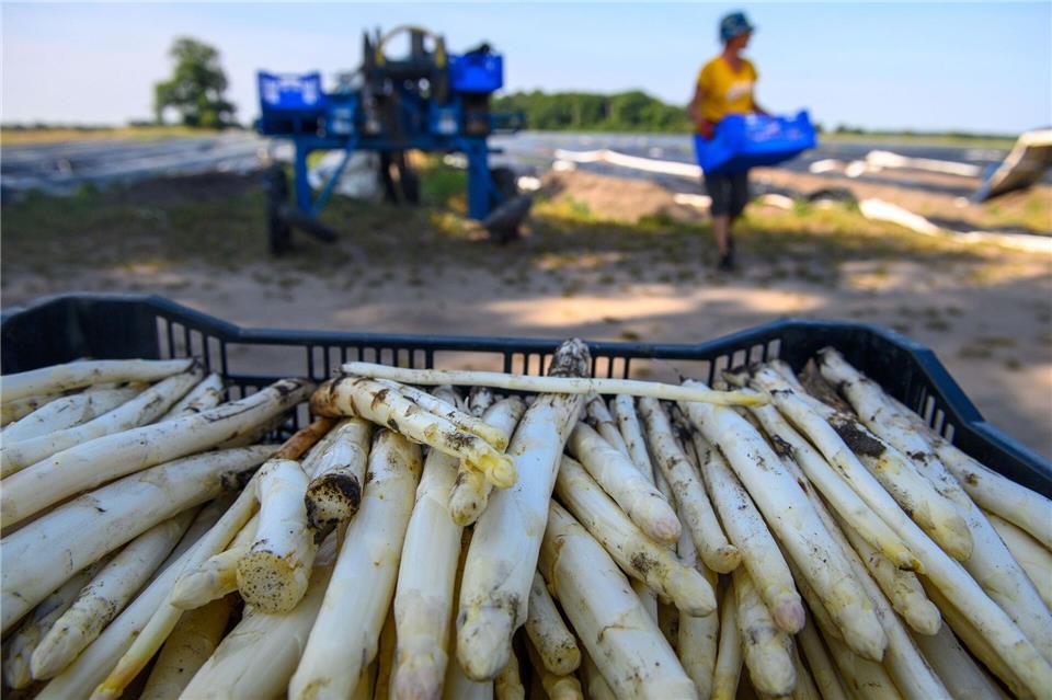2025 fiel die Spargelernte geringer aus als im Jahr zuvor. (Archivbild) Klaus-Dietmar Gabbert/dpa