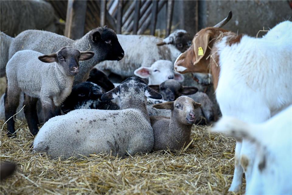 2025 ging der Schafbestand in Sachsen-Anhalt zurück.Heiko Rebsch/dpa