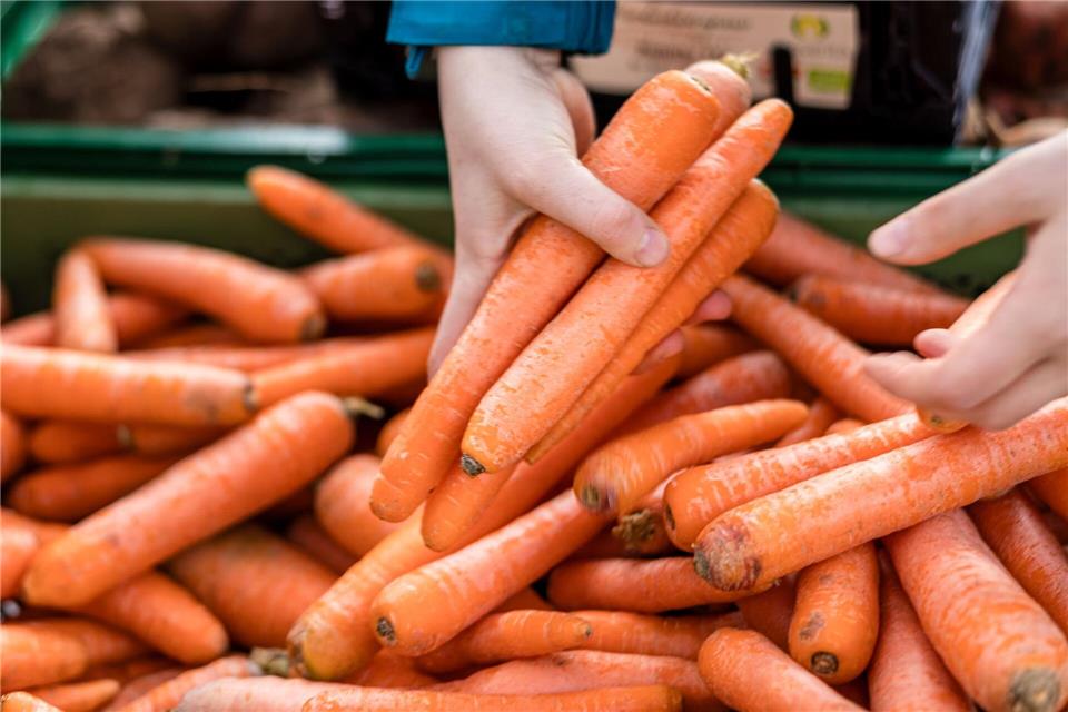 2025 wurden deutlich mehr Möhren in Sachsen-Anhalt geerntet. (Archivbild)Frank Hammerschmidt/dpa