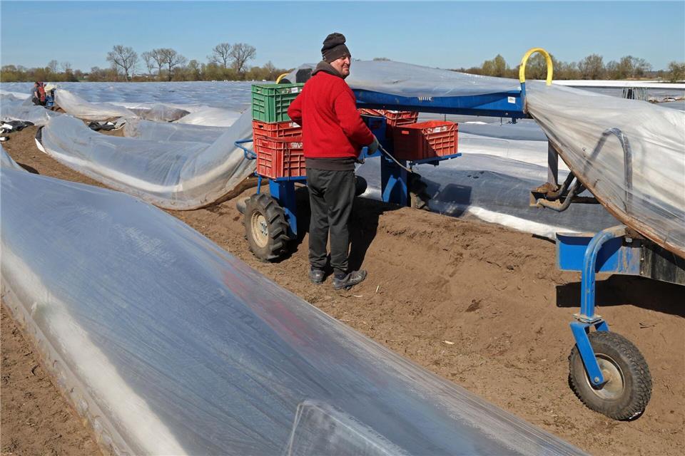 2025 wurden in MV etwa 550 Tonnen Spargel geerntet.Bernd Wüstneck/dpa