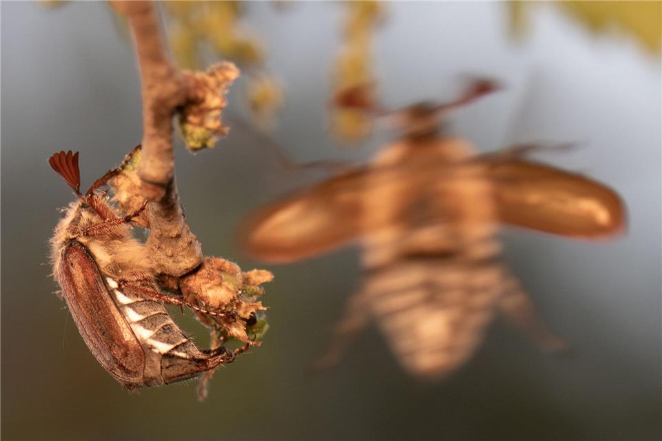 2026 ist ein Maikäferjahr - und der Massenflug hat begonnen. Boris Roessler/dpa