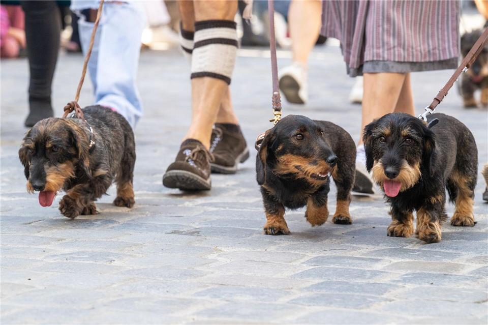 2026 soll es in Regensburg wieder eine Dackelparade geben. (Archivbild)Armin Weigel/dpa