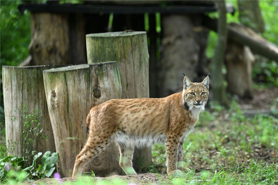 2026 sollen über ein Projekt des BUND Thüringen weitere Luchse im Thüringer Wald ausgewildert werden. (Symbolfoto)Martin Schutt/dpa