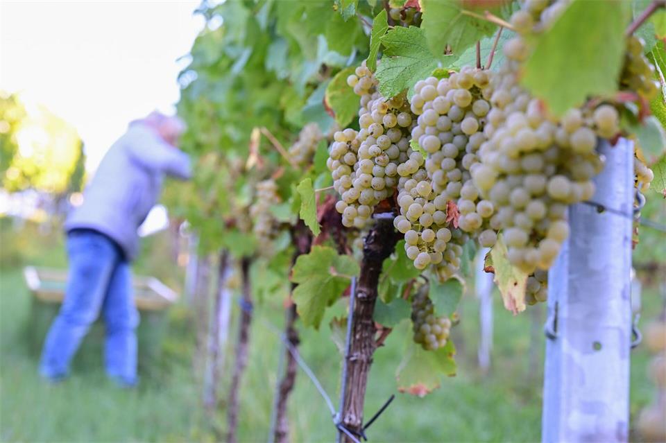 2026 zeigen sich ein weiteres Mal deutliche regionale Unterschiede bei der Entwicklung der Weinmost-Ernten. (Archivfoto)Bernd Weißbrod/dpa