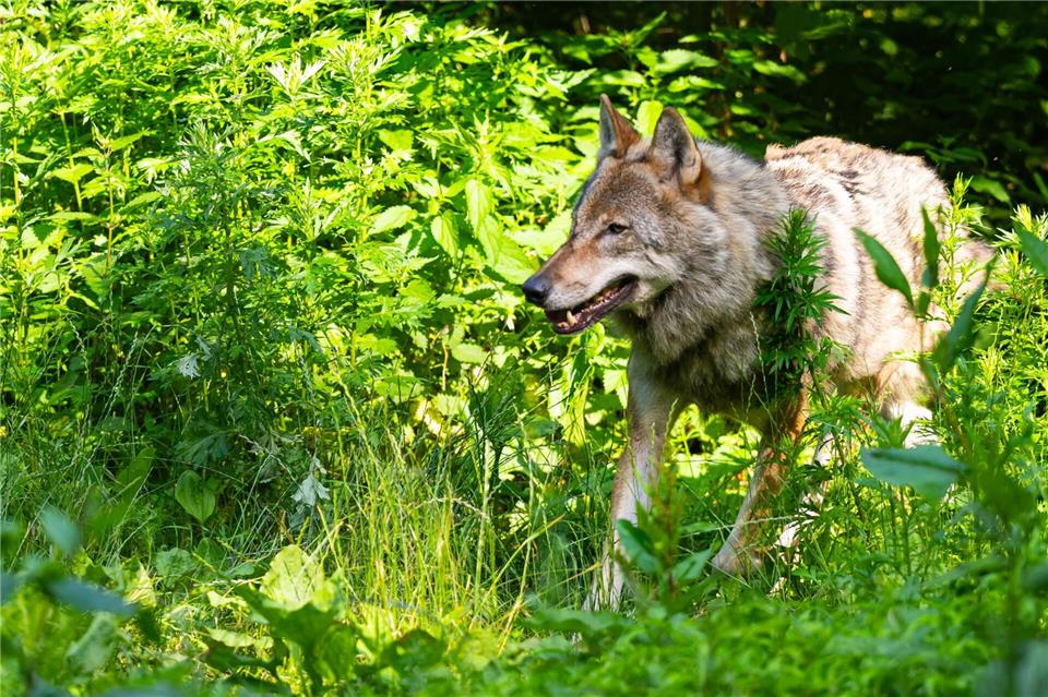 219 Wolfsrudel sind derzeit in Deutschland registriert.Philipp Schulze/dpa