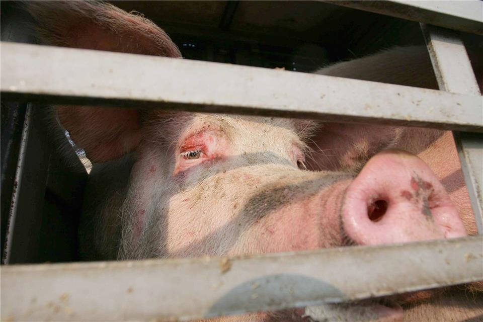 25 Schweine kamen bei dem Unfall ums Leben. (Symbolbild)Peter Steffen/dpa