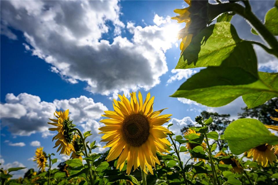 31 Grad in Artern, nur Tage später kaum mehr als zehn – und dazu noch mehr Regen und Sonne als sonst. Der September brachte in Thüringen das Wetter der Gegensätze. (Symbolbild)Jens Kalaene/dpa