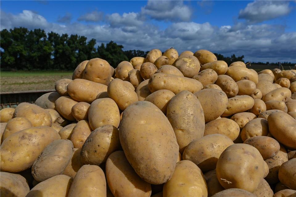4.000 Tonnen Kartoffeln sollen in Sachsen und Thüringen verteilt werden. (Archivbild)Patrick Pleul/dpa-Zentralbild/ZB