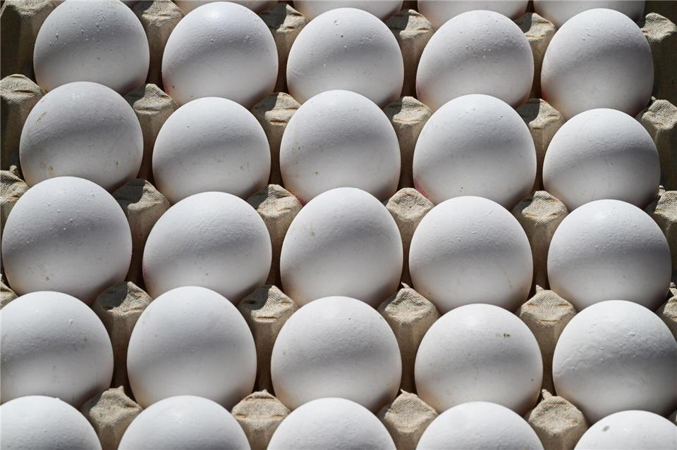 977 Millionen Eier haben die Brandenburger Hennen im vergangenen Jahr gelegt. (Symbolbild)Bernd Wei�brod/dpa