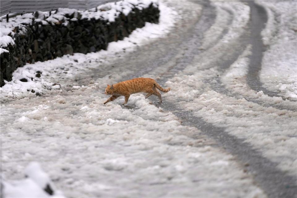 ABC, wer läuft denn da im Schnee? Eine Katze huscht im indischen Srinagar über eine schneebedeckte Straße.Mukhtar Khan/AP/dpa