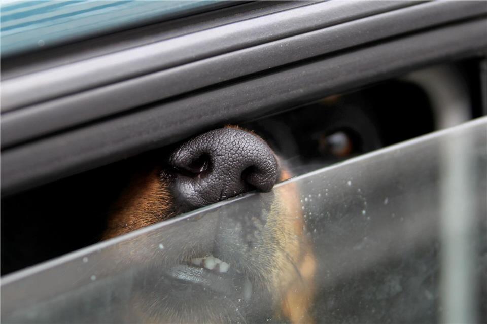 Ab 28 Grad Celsius bekommen Hunde Probleme sich selbst abzukühlen. (Symbolbild)Stephan Jansen/dpa