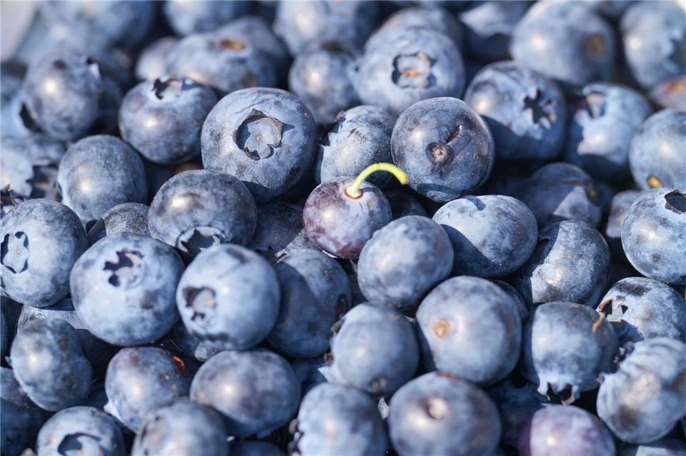 Ab Juni/Juli werden normalerweise Heidelbeeren vom Feld geerntet. (Archivfoto)Soeren Stache/dpa