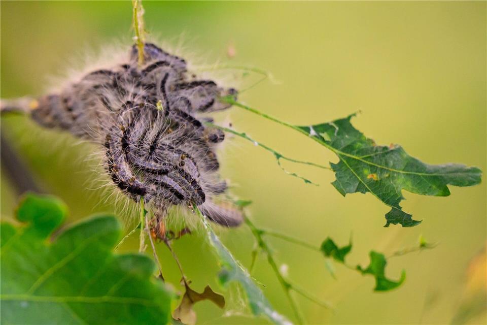 Ab Mai haben die Raupen ihre gefährlichen Brennhaare. (Archivbild)picture alliance/dpa