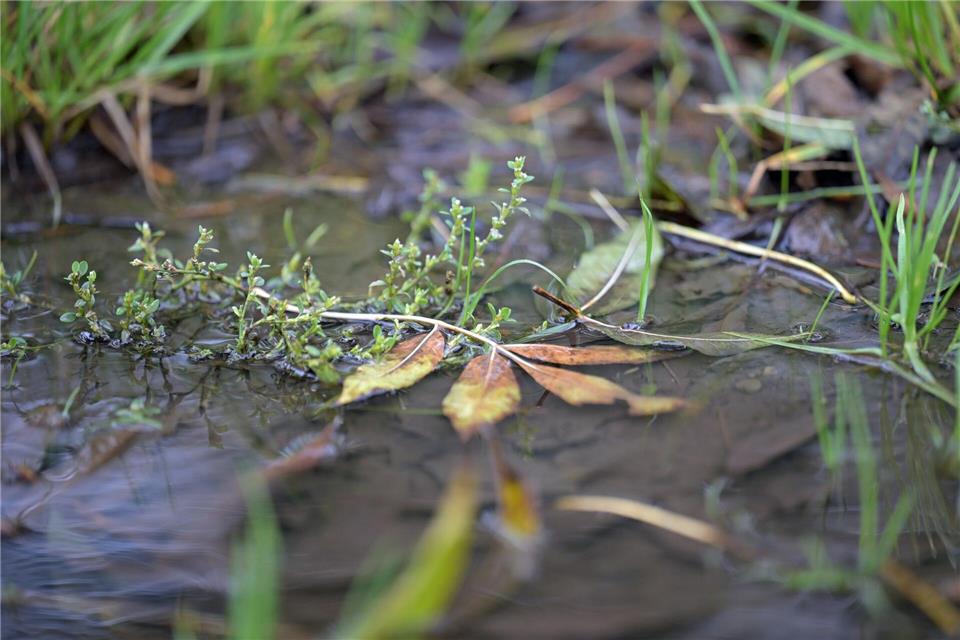 Ab Samstag wird es ungemütlicher im Norden. (Symbolbild)Malin Wunderlich/dpa